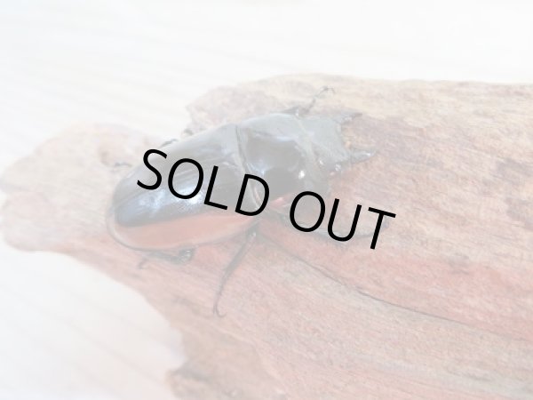 画像4: 新成虫☆F2☆ハスタートノコギリクワガタ(亜種モイ二エリ)♂50ミリ♀フリーサイズペア販売!! (4)