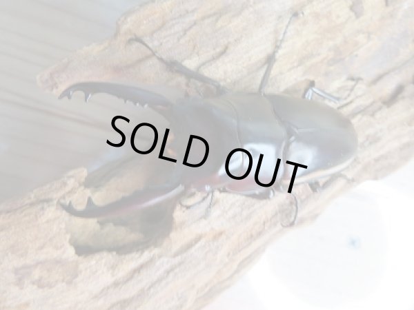 画像2: 新成虫!ウォレスノコギリクワガタ♂67ミリ♀フリーサイズペア販売!! (2)