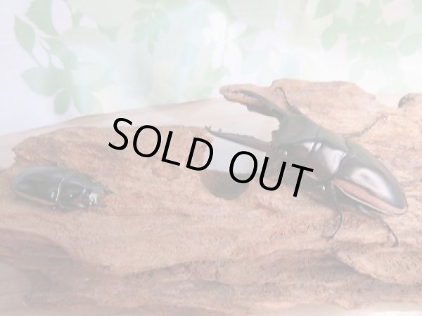 画像5: 新成虫!ウォレスノコギリクワガタ♂67ミリ♀フリーサイズペア販売!! (5)