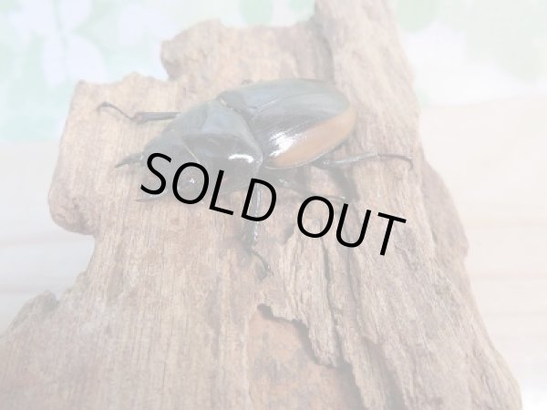 画像4: 新成虫☆F2☆ハスタートノコギリクワガタ(亜種モイ二エリ)♂51ミリ♀フリーサイズペア販売!! (4)