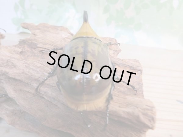 画像3: ☆新成虫☆ヒルスシロカブト♂66ミリ♀52ミリ+♀52ミリ計3頭トリオ販売!! (3)