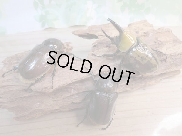 画像6: ☆新成虫☆ヒルスシロカブト♂66ミリ♀52ミリ+♀52ミリ計3頭トリオ販売!! (6)