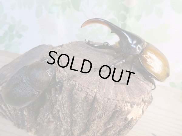 画像5: ☆稀少新成虫☆D.H.モリシマイ♂110ミリ♀61ミリペア販売!! (5)