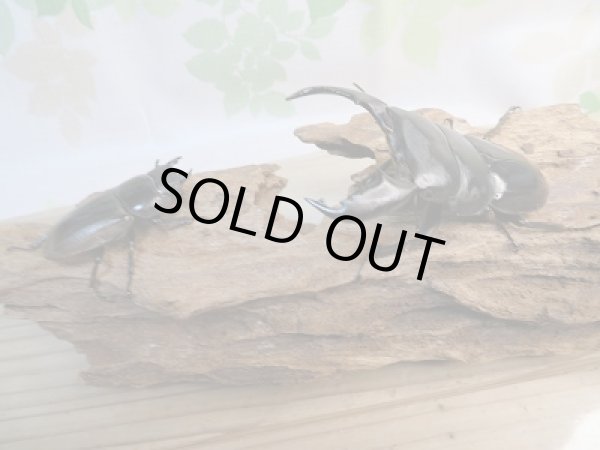 画像5: 新成虫☆F3☆アチェ産☆スマトラオオヒラタクワガタ♂81ミリ♀49ミリペア販売!! (5)