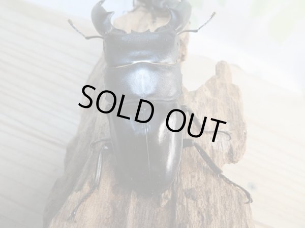 画像3: 新成虫☆F3☆アチェ産☆スマトラオオヒラタクワガタ♂81ミリ♀49ミリペア販売!! (3)