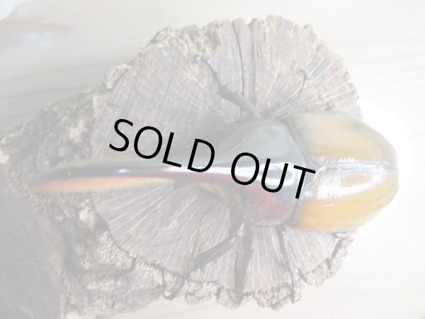 画像2: ☆稀少新成虫☆D.H.モリシマイ♂110ミリ♀61ミリペア販売!! (2)