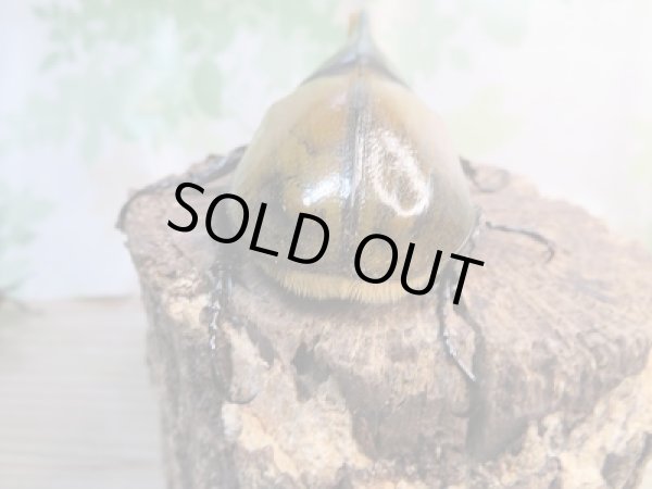 画像3: ☆稀少新成虫☆D.H.モリシマイ♂110ミリ♀61ミリペア販売!! (3)