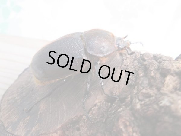 画像4: ☆稀少新成虫☆D.H.モリシマイ♂110ミリ♀61ミリペア販売!! (4)