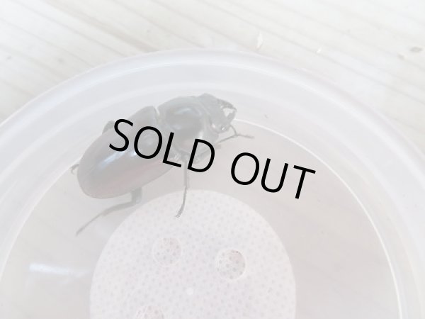 画像5: 新成虫☆F3☆アローコクワガタ(nobuhiroi)♂60ミリ♀39ミリ+♀37ミリトリオ販売!! (5)