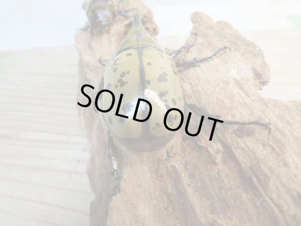 画像3: 新成虫☆ティティウスシロカブト♂53ミリ♀37.5リペア販売!! (3)