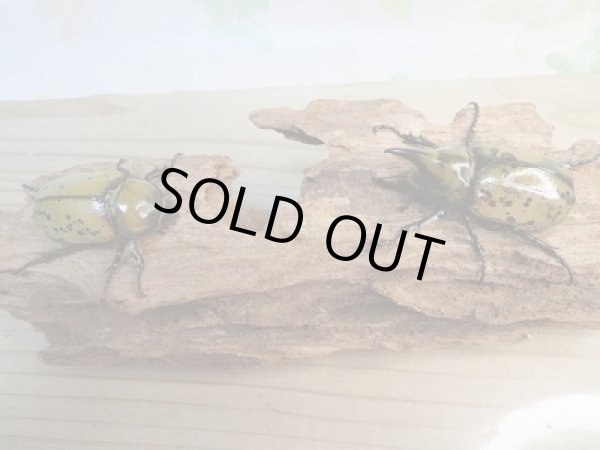 画像5: 新成虫☆ティティウスシロカブト♂55ミリ♀44リペア販売!! (5)