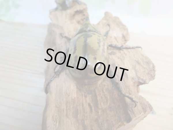 画像3: 新成虫☆ティティウスシロカブト♂55ミリ♀44リペア販売!! (3)