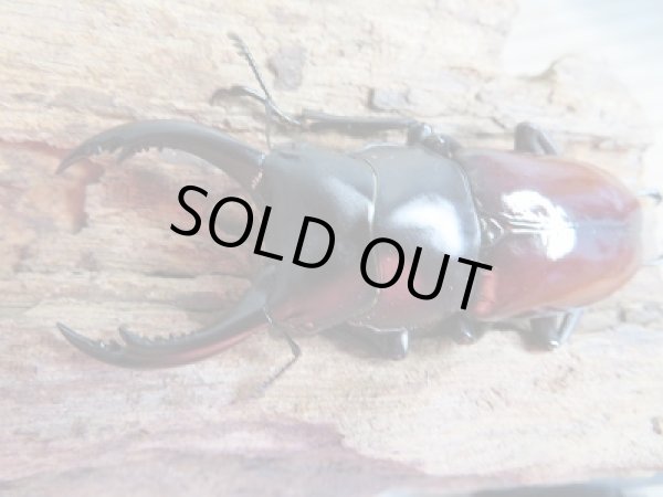 画像2: 新成虫☆F3☆アローコクワガタ(nobuhiroi)♂60ミリ♀39ミリ+♀37ミリトリオ販売!! (2)