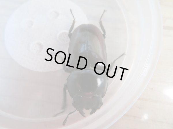 画像4: 新成虫☆F3☆アローコクワガタ(nobuhiroi)♂60ミリ♀39ミリ+♀37ミリトリオ販売!! (4)