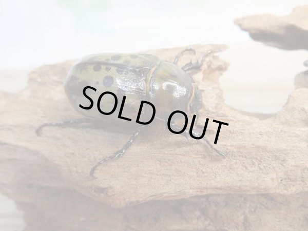 画像4: 新成虫☆ティティウスシロカブト♂53ミリ♀37.5リペア販売!! (4)