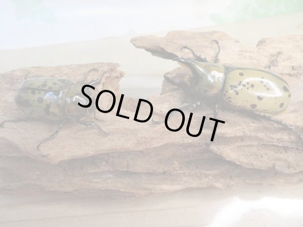 画像5: 新成虫☆ティティウスシロカブト♂53ミリ♀37.5リペア販売!! (5)