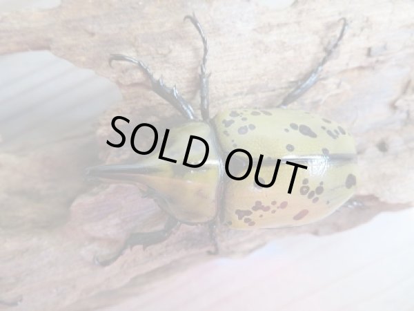 画像2: 新成虫☆ティティウスシロカブト♂53ミリ♀37.5リペア販売!! (2)