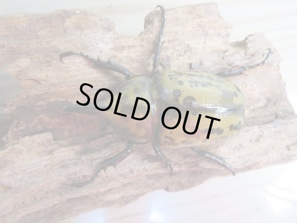 画像2: 新成虫☆ティティウスシロカブト♂55ミリ♀44リペア販売!! (2)