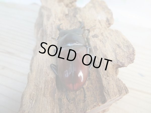 画像3: 新成虫☆F3☆アローコクワガタ(nobuhiroi)♂60ミリ♀39ミリ+♀37ミリトリオ販売!! (3)