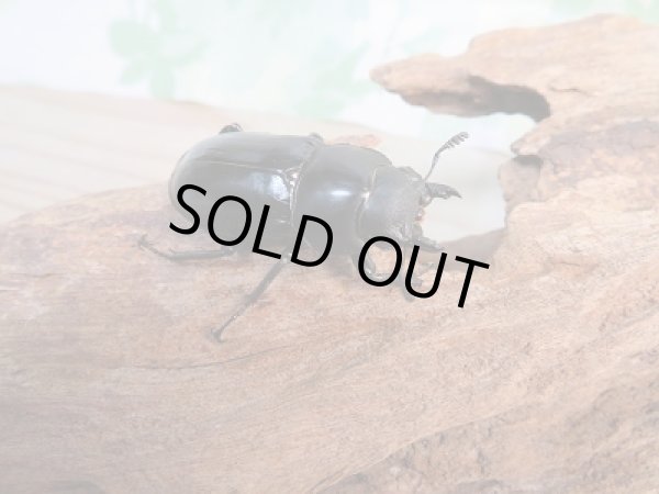 画像4: 新成虫☆F3☆フォルスターフタマタクワガタ(原名亜種)♂61♀41ミリペア販売!! (4)