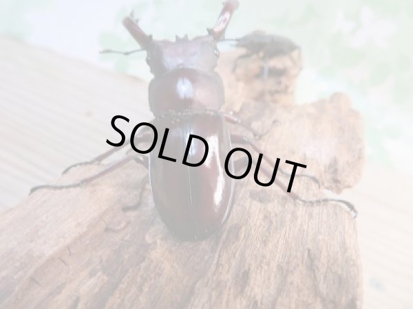 画像3: 新成虫☆F3☆フォルスターフタマタクワガタ(原名亜種)♂61♀41ミリペア販売!! (3)