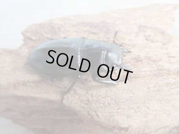 画像4: 新成虫☆F1☆フォルスターフタマタクワガタ(亜種ニシ)♂77ミリ♀38ミリペア販売!! (4)