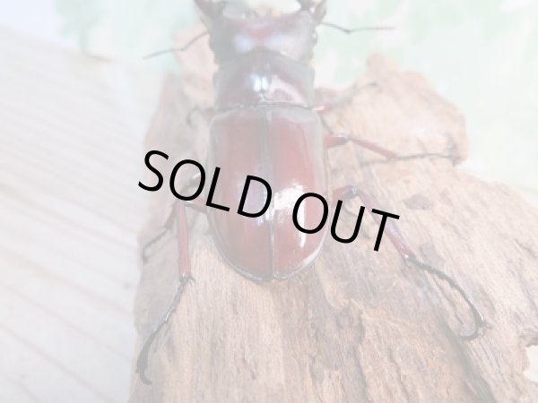 画像3: 新成虫☆F1☆フォルスターフタマタクワガタ(亜種ニシ)♂77ミリ♀38ミリペア販売!! (3)