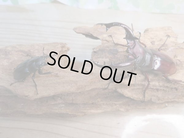 画像5: 新成虫☆F1☆フォルスターフタマタクワガタ(亜種ニシ)♂77ミリ♀38ミリペア販売!! (5)