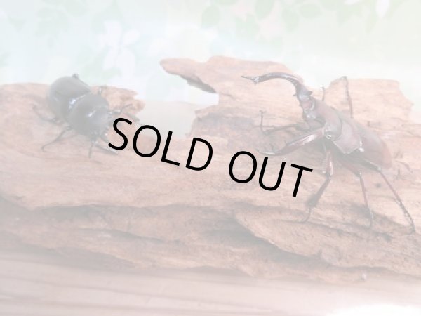 画像5: 新成虫☆F3☆フォルスターフタマタクワガタ(原名亜種)♂61♀41ミリペア販売!! (5)