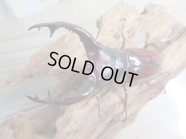 画像2: 新成虫☆F1☆フォルスターフタマタクワガタ(亜種ニシ)♂77ミリ♀38ミリペア販売!! (2)