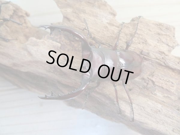 画像2: 新成虫☆F3☆フォルスターフタマタクワガタ(原名亜種)♂61♀41ミリペア販売!! (2)