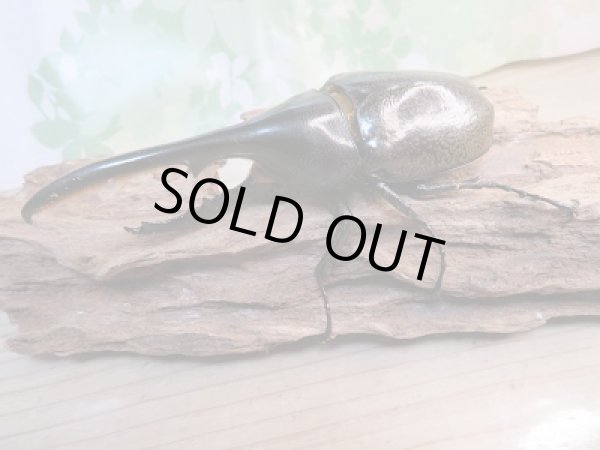 画像2: ☆稀少亜種☆D.H.ブリュゼニ初二令幼虫3頭セット販売!! (2)