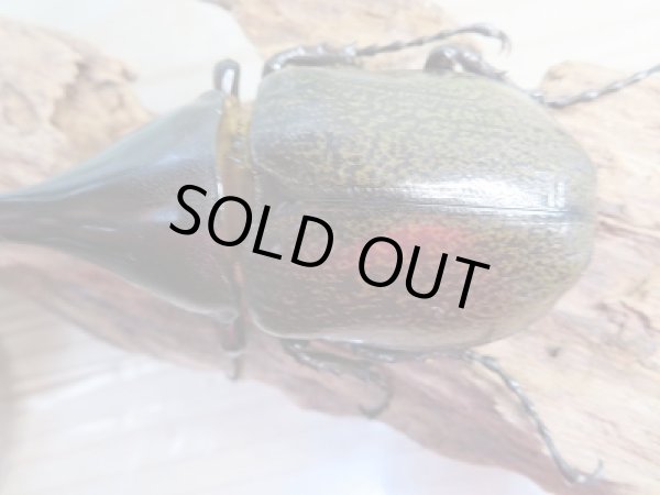 画像3: ☆稀少亜種☆D.H.ブリュゼニ初二令幼虫3頭セット販売!! (3)