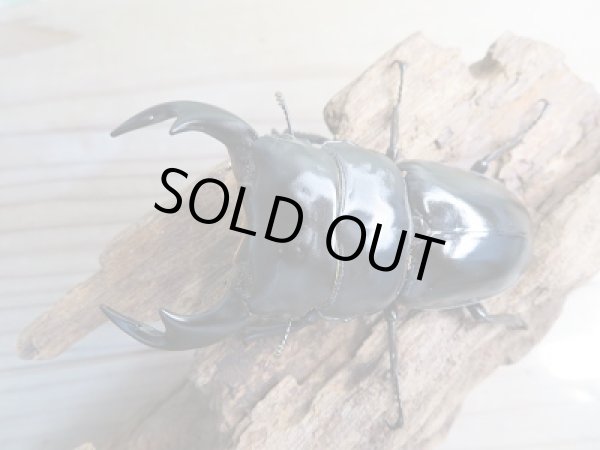 画像2: 新成虫☆F1☆アンタエウスオオクワガタ（インドアンテ）♂77ミリ♀48ミリペア＋♀48ミリトリオ販売！！ (2)