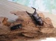 画像4: 和歌山県産☆WD☆ノコギリクワガタ♂61ミリ〜63ミリ♀フリーサイズペア販売!! (4)