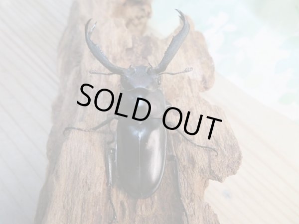 画像3: 新成虫☆F3☆ディディエールシカクワガタ♂60ミリ♀フリーサイズペア販売!! (3)