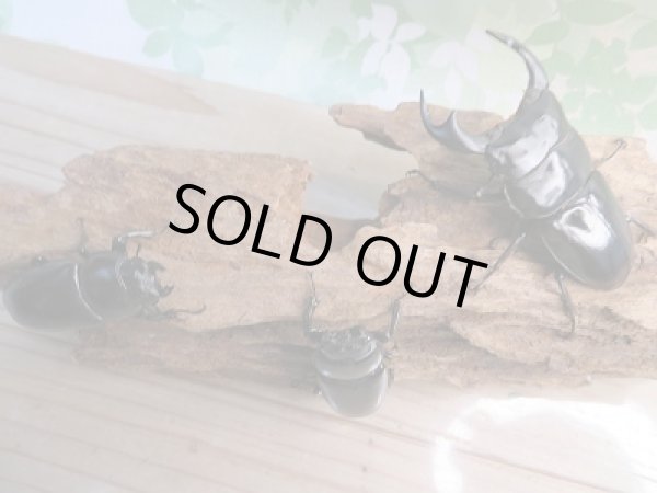 画像6: 新成虫☆F1☆アンタエウスオオクワガタ（インドアンテ）♂77ミリ♀48ミリペア＋♀48ミリトリオ販売！！ (6)