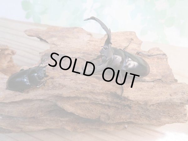 画像4: 新成虫☆F3☆ディディエールシカクワガタ♂55ミリ♀フリーサイズペア販売！！ (4)