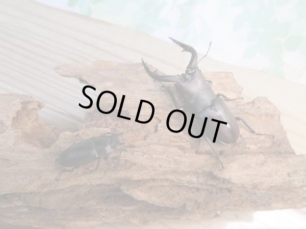 画像4: 和歌山県産☆WD☆ノコギリクワガタ♂56ミリ〜58ミリ♀フリーサイズペア販売!! (4)