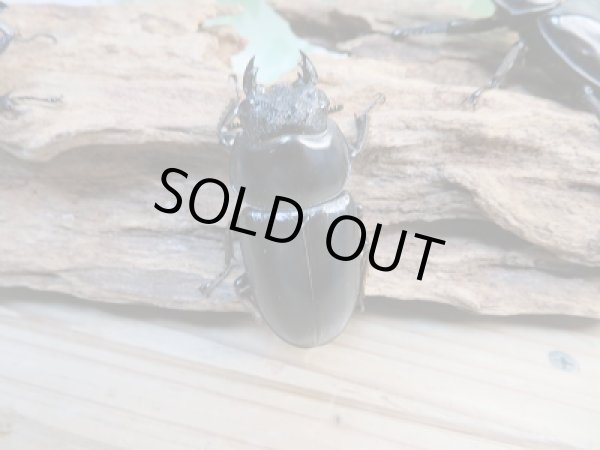 画像5: 新成虫☆F1☆アンタエウスオオクワガタ（インドアンテ）♂77ミリ♀48ミリペア＋♀48ミリトリオ販売！！ (5)