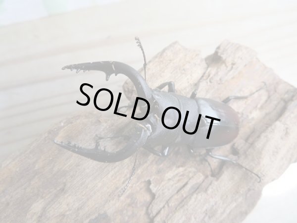 画像2: 和歌山県産☆WD☆ノコギリクワガタ♂56ミリ〜58ミリ♀フリーサイズペア販売!! (2)