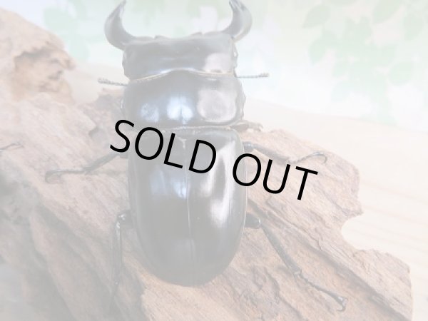 画像3: 新成虫☆F1☆アンタエウスオオクワガタ（インドアンテ）♂77ミリ♀48ミリペア＋♀48ミリトリオ販売！！ (3)