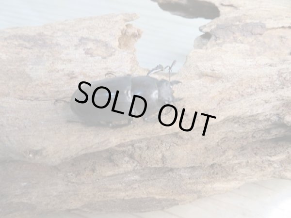 画像3: 和歌山県産☆WD☆ノコギリクワガタ♂61ミリ〜63ミリ♀フリーサイズペア販売!! (3)