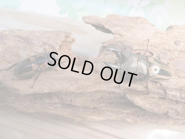 画像5: 新成虫☆F3☆ゼブラノコギリクワガタ(亜種ルソンエンシス)♂48ミリ〜51ミリ♀フリーサイズペア販売!! (5)