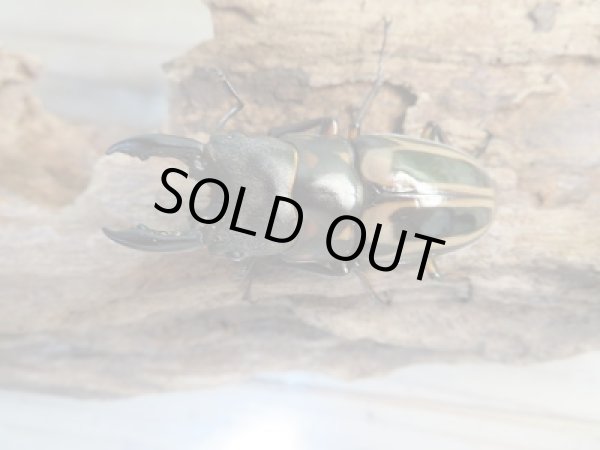 画像2: 新成虫☆F3☆ゼブラノコギリクワガタ(亜種ルソンエンシス)♂48ミリ〜51ミリ♀フリーサイズペア販売!! (2)