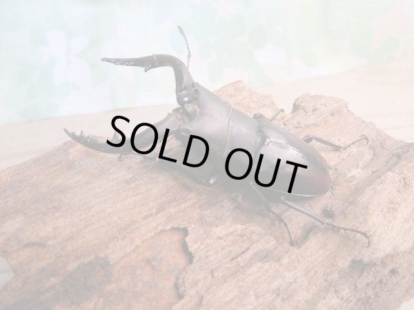 画像1: 和歌山県産☆WD☆ノコギリクワガタ♂61ミリ〜63ミリ♀フリーサイズペア販売!! (1)