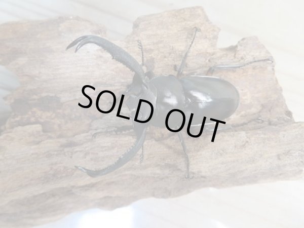 画像2: 新成虫☆F3☆ディディエールシカクワガタ♂55ミリ♀フリーサイズペア販売！！ (2)