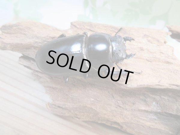 画像4: 新成虫☆F1☆アンタエウスオオクワガタ（インドアンテ）♂77ミリ♀48ミリペア＋♀48ミリトリオ販売！！ (4)