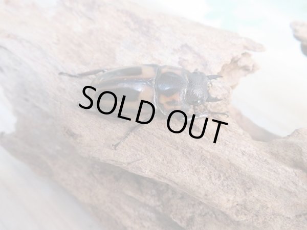 画像4: 新成虫☆F3☆ゼブラノコギリクワガタ(亜種ルソンエンシス)♂48ミリ〜51ミリ♀フリーサイズペア販売!! (4)