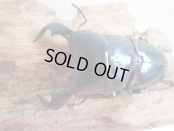 画像2: 新成虫☆WF1☆ダイオウヒラタクワガタ♂66ミリ♀フリーサイズペア販売!! (2)